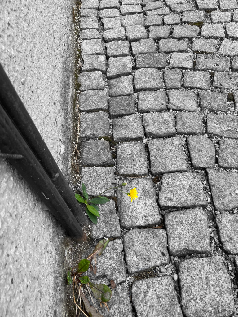 the photograph shows a black and white cobblestones scene. only next to a gutter there are some green grass and dandelion leafes and one yellow, which brings some colour in the overall contrete scenery.