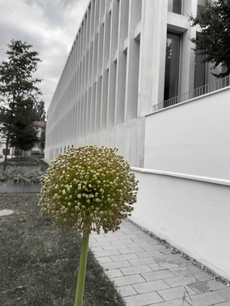 the photograph shows a black and white urban scene. only in the front is a flower, which brings some colour, green, in the overall contrete scenery.